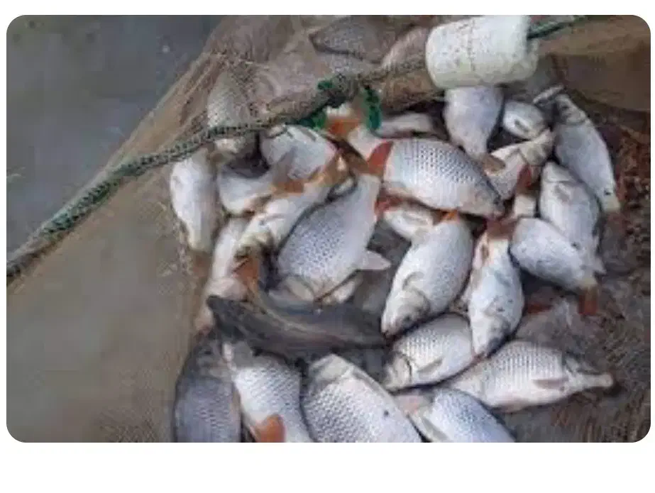 صید وصیادی ماهی واسه یلدا از استخر گلبهار و چناران|ماهی|چناران, |دیوار