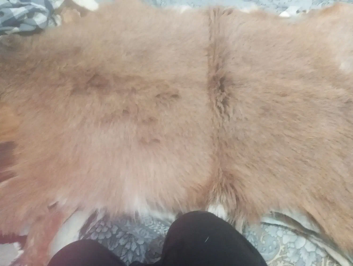 پوست تزیینی بزغاله|صنایع دستی و سایر لوازم تزئینی|قرچک, زیبا شهر|دیوار