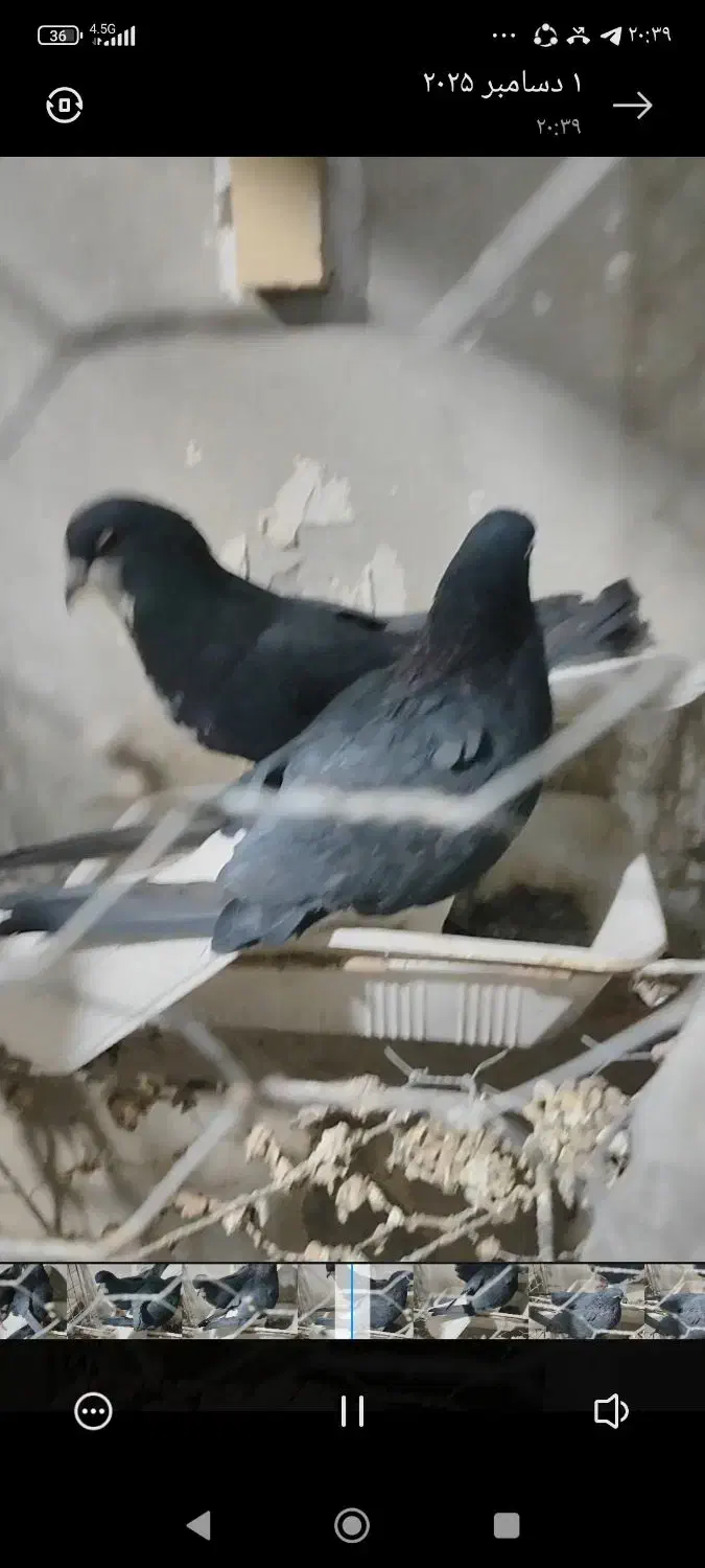 نره ماده خوشرنگ یقه بسته|پرنده|لنجان, |دیوار