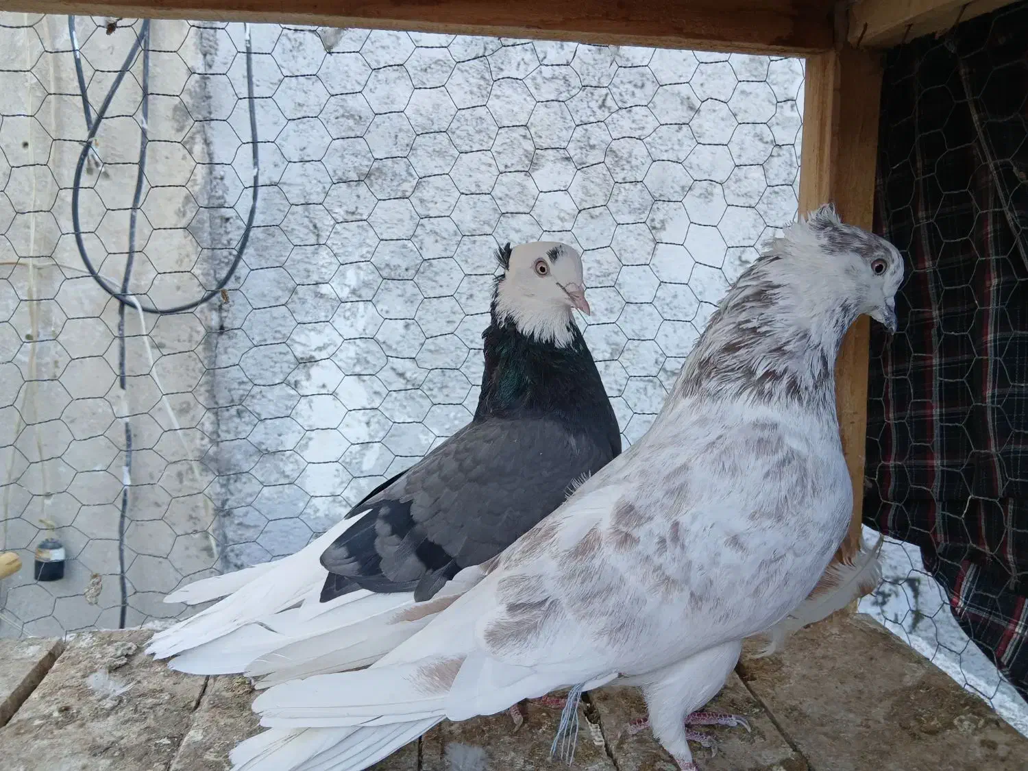 کفتر ناب کاشان|پرنده|تهران, افسریه شمالی|دیوار