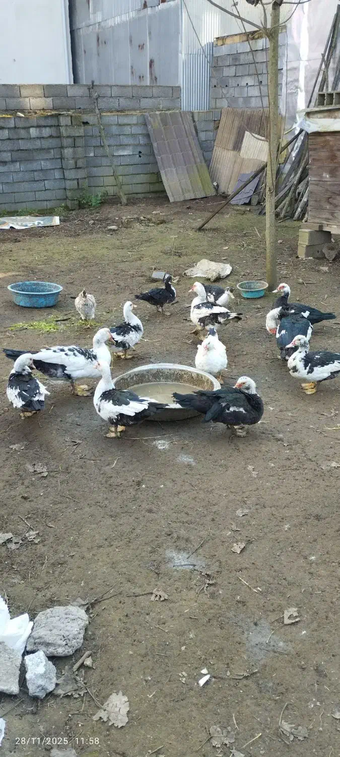 اسرائیلی ماده|حیوانات مزرعه|شلمان, |دیوار