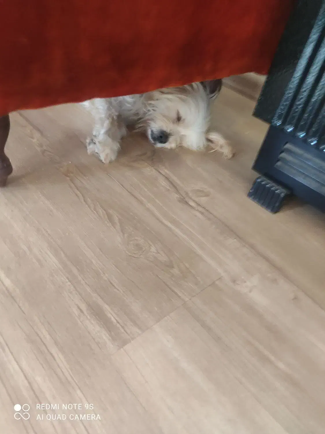 سگ گمشده|حیوانات|تبریز, |دیوار