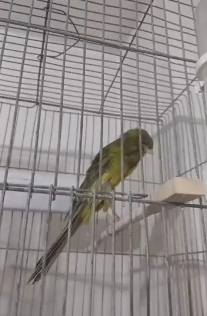 قناری رسمی بلند|پرنده|اندیشه, شهرک کوثر|دیوار