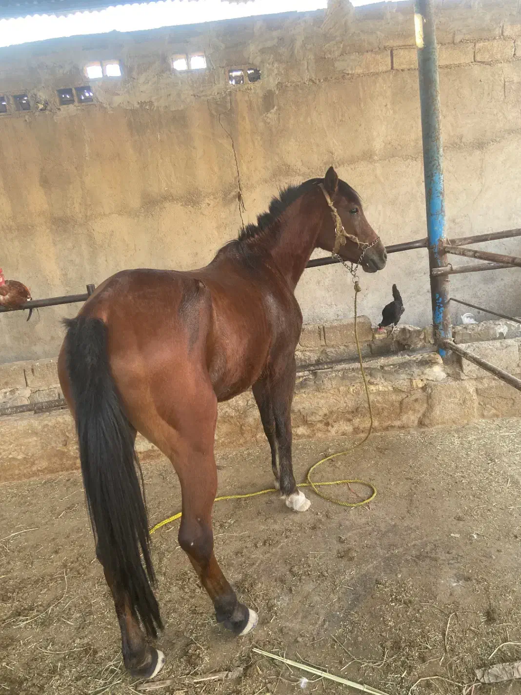 اسب مادیون|اسب و تجهیزات اسبسواری|اهواز, سید خلف|دیوار