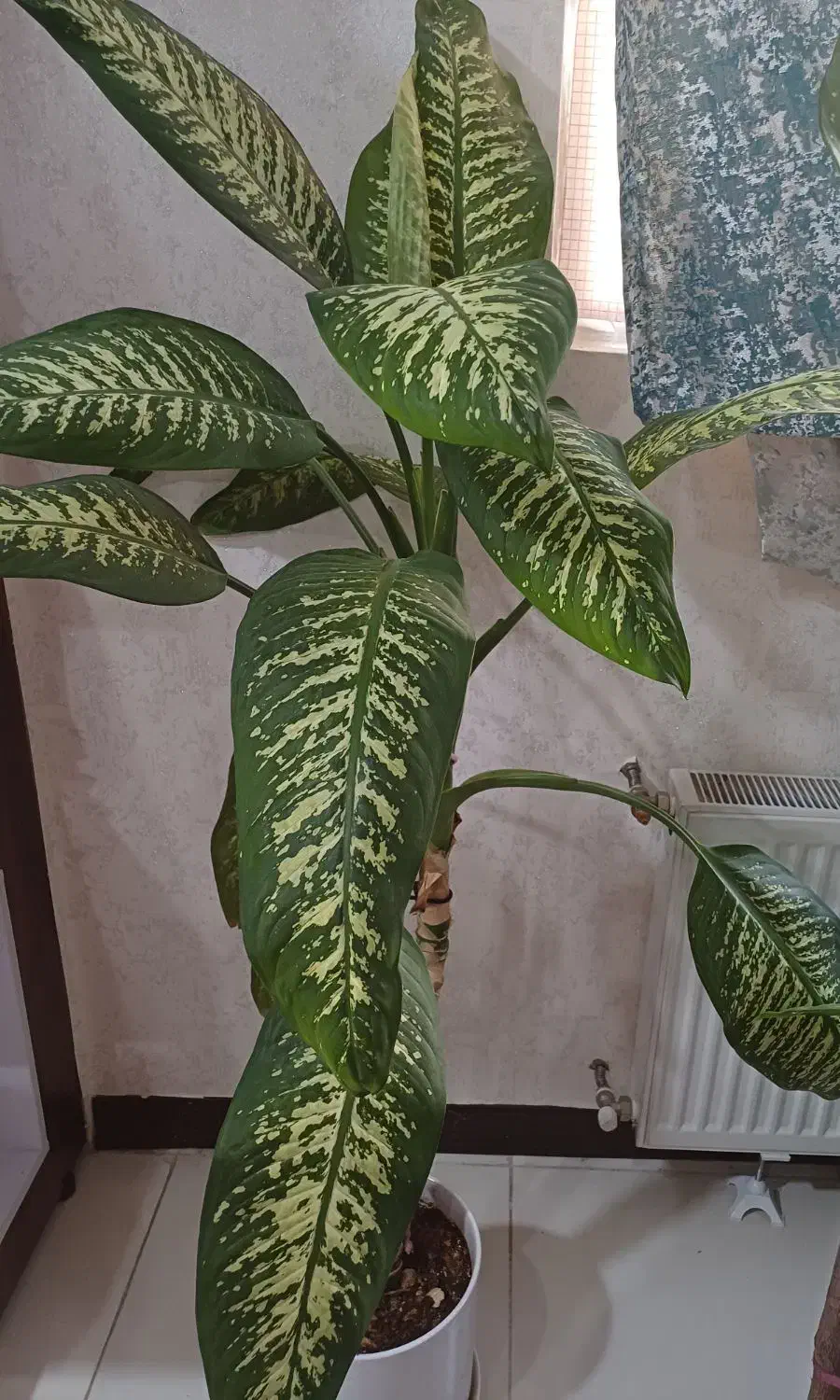 گل دیفن باخیا|گل و گیاه طبیعی|شیراز, دشت چنار|دیوار