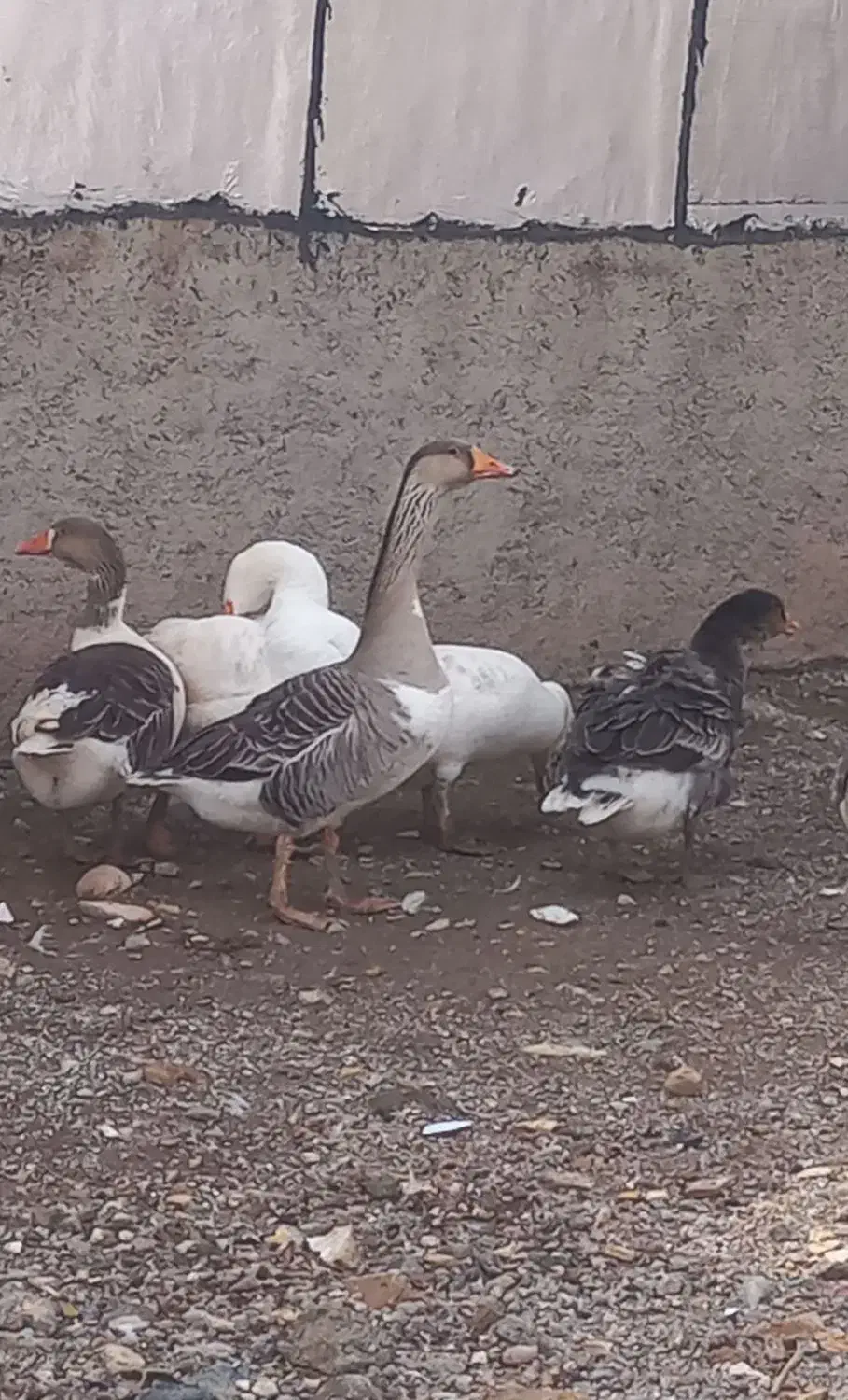 غاز|حیوانات مزرعه|قزوین, |دیوار