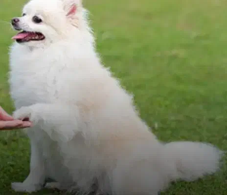 سگ پامرانین|سگ|اصفهان, محله سفلی|دیوار