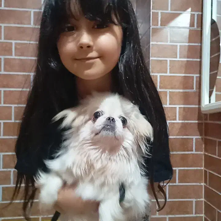 سگ پا کوتاه پیکینیز|سگ|تهران, حکمت|دیوار