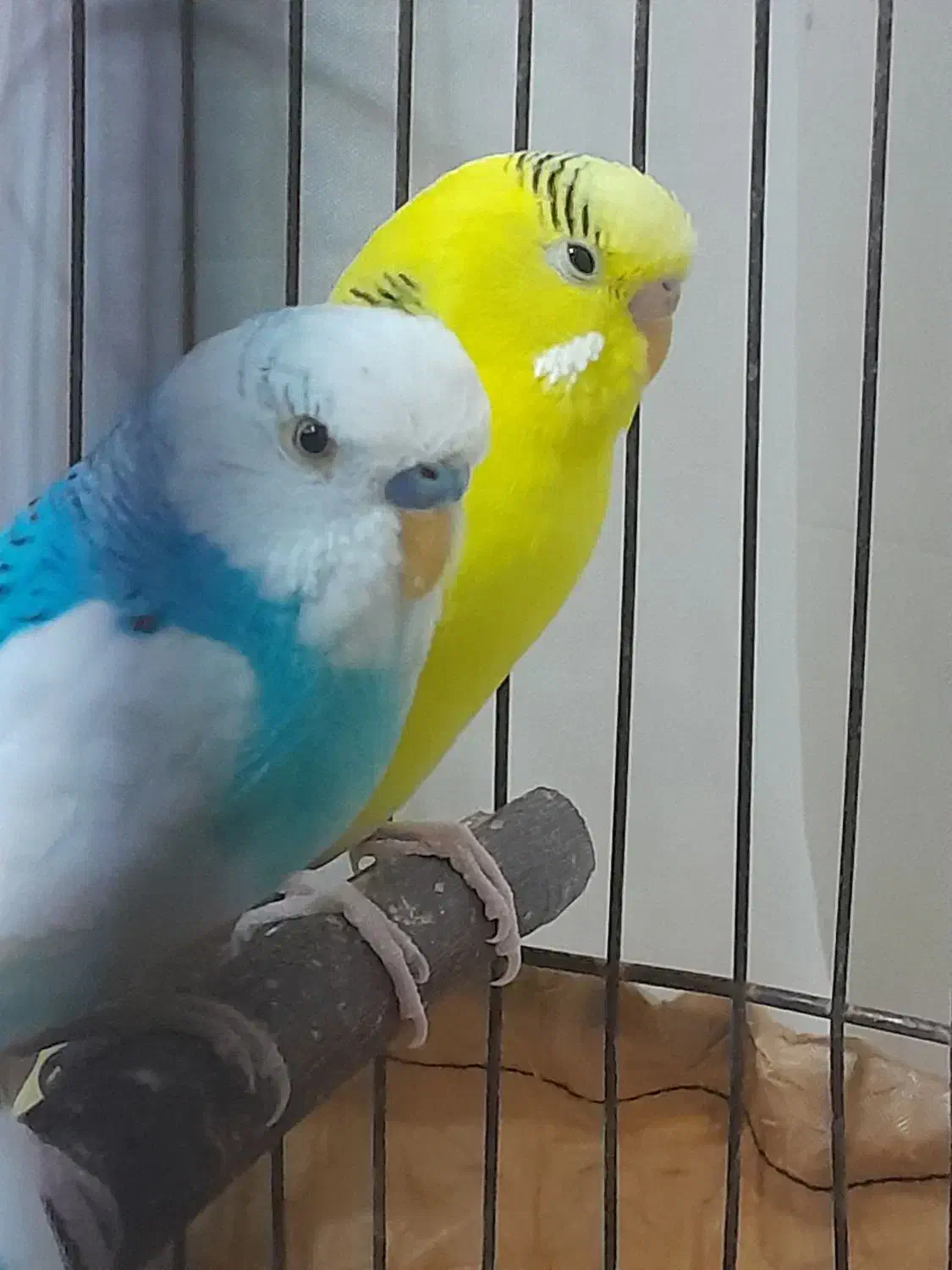 مرغ عشق|پرنده|ابریشم, |دیوار