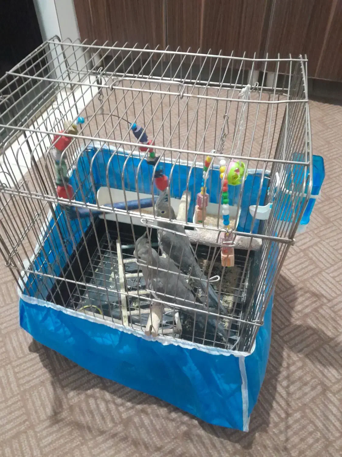 عروس هلندی سه ماه نر و ماده نمیدونم|پرنده|پیشوا, |دیوار