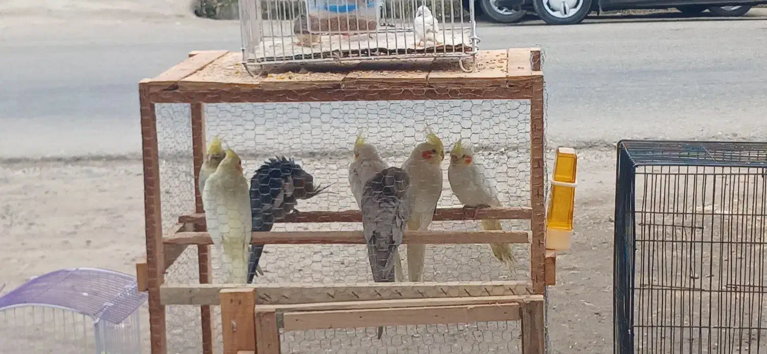 عروس هلندی مختلف|پرنده|فومن, |دیوار