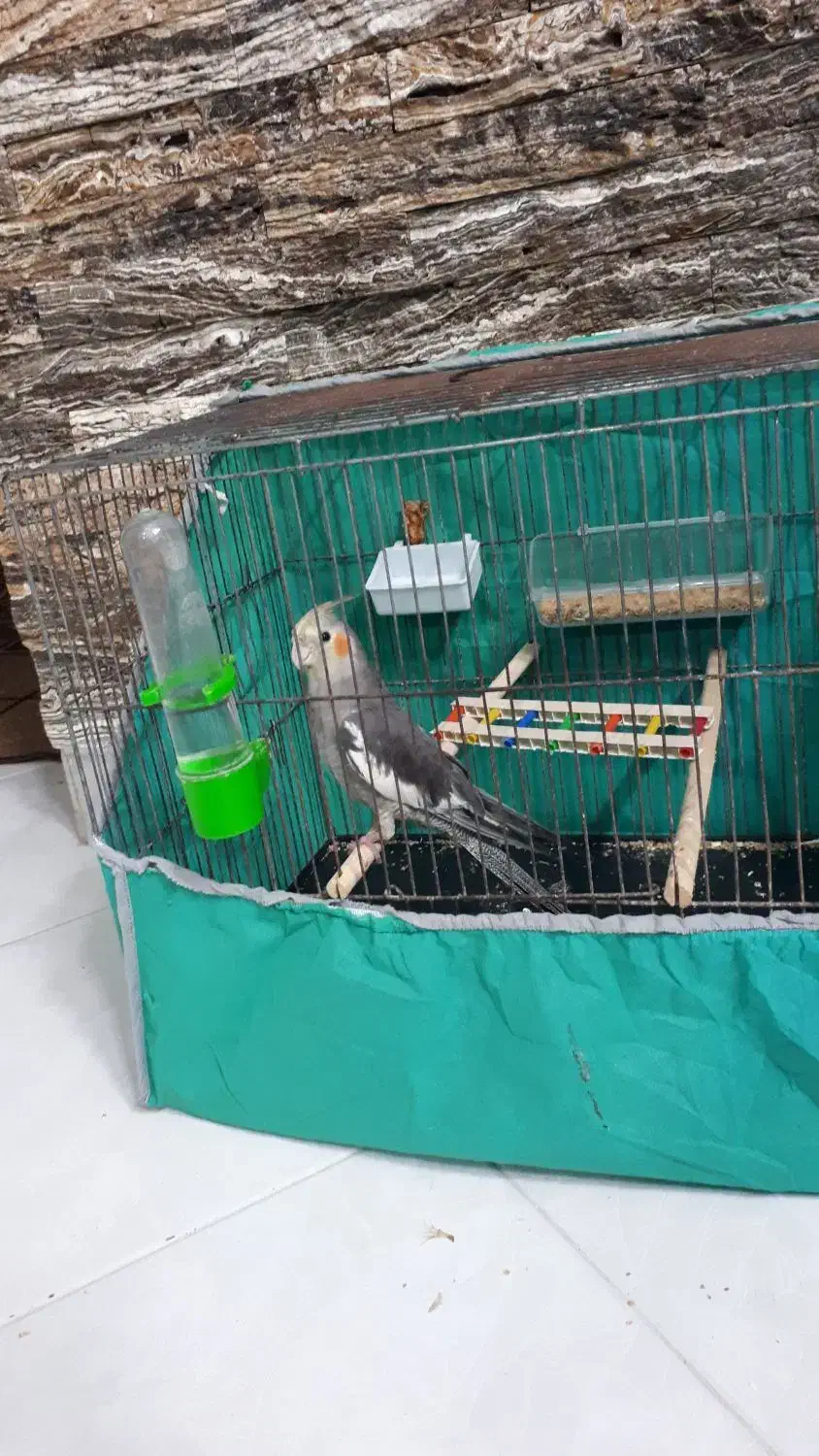 طوطی عروس هلندی با قفس|پرنده|بابل, |دیوار