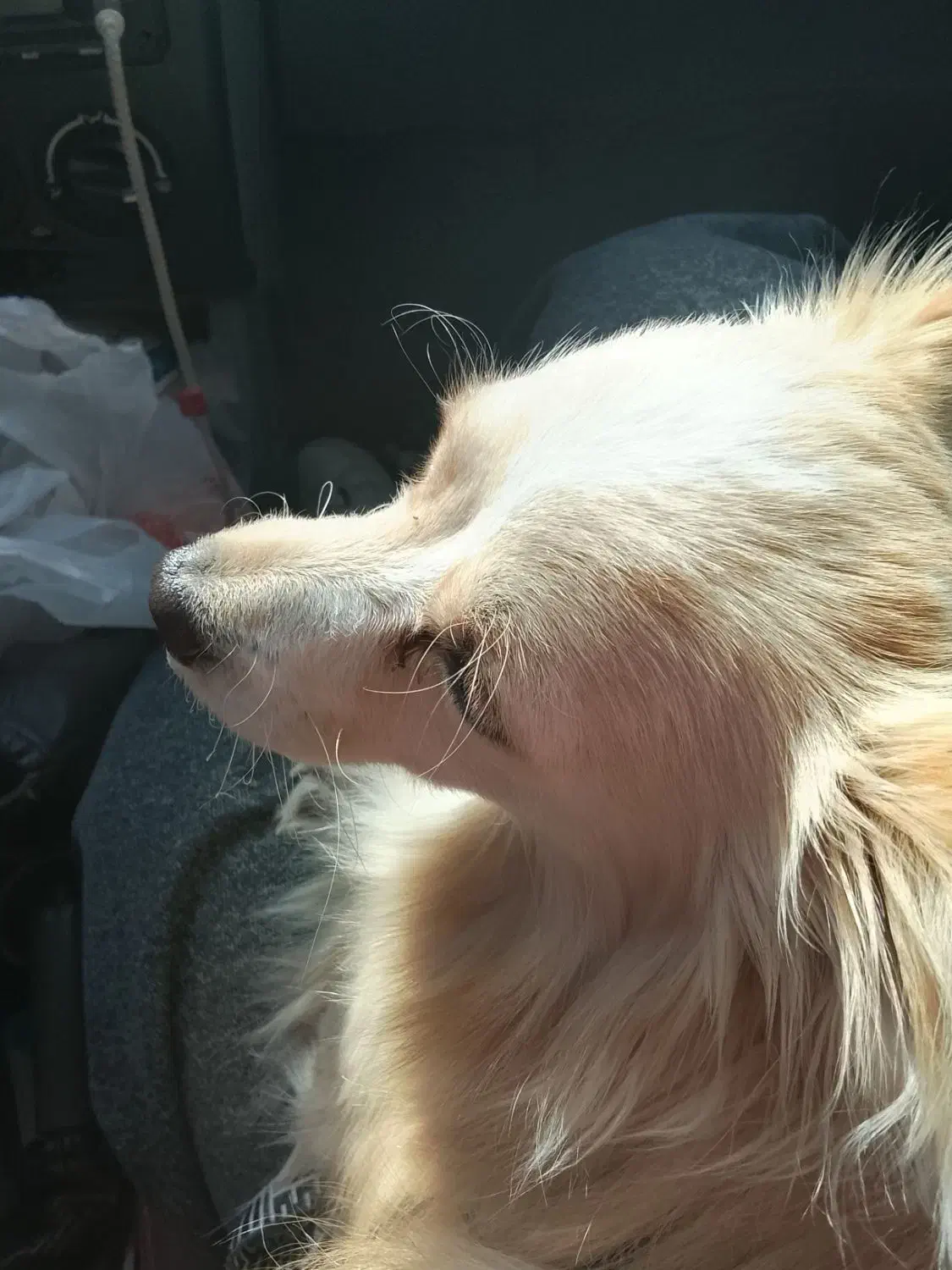 سگ پامر|سگ|شیراز, گویم|دیوار