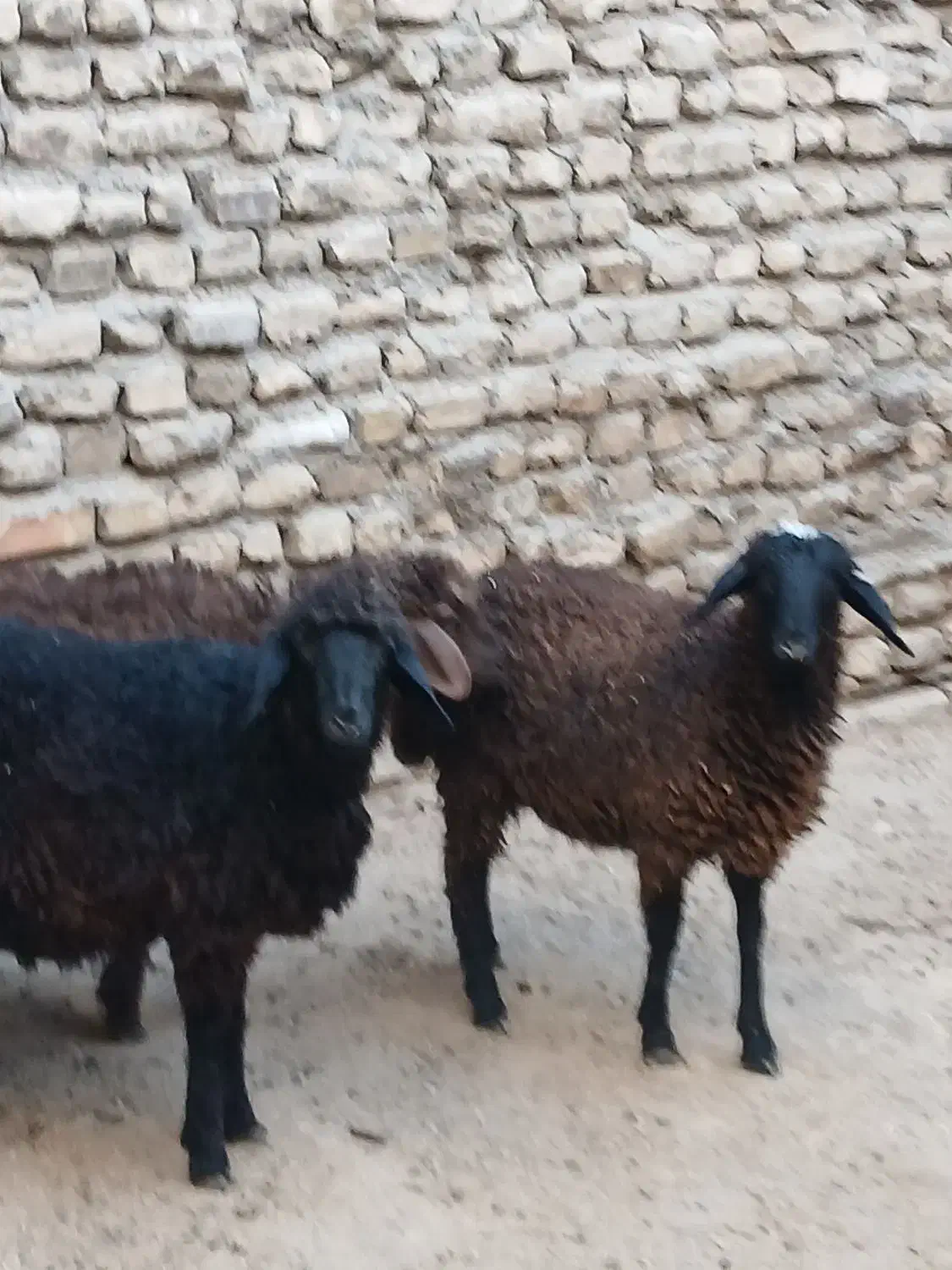 3 عدد بره ماده کردی قلم دار مقبول|حیوانات مزرعه|مشهد, قائم|دیوار