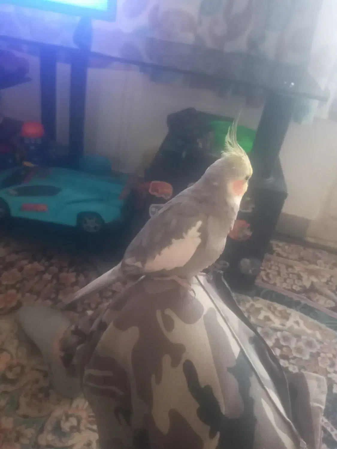 عروس هلندی نر سخنگو|پرنده|فردیس, شهرک ۱۱۰|دیوار