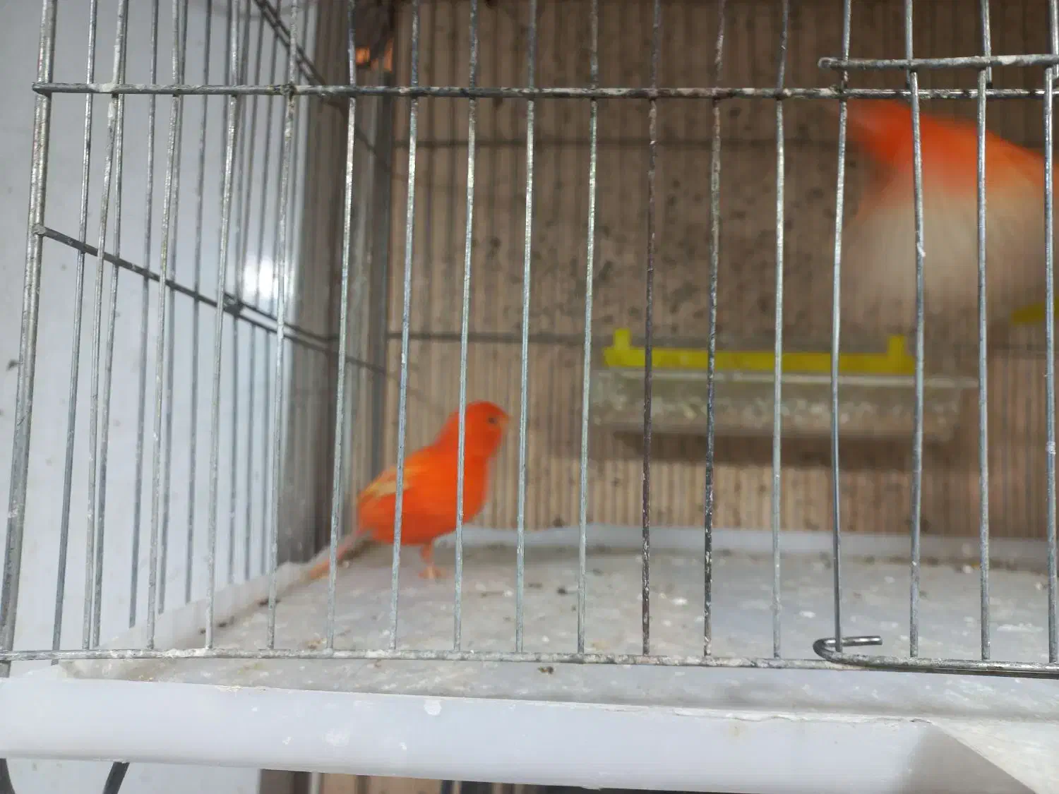 یه جفت قناری رد جفتی قیمت چهارپانصد|پرنده|فارسان, |دیوار