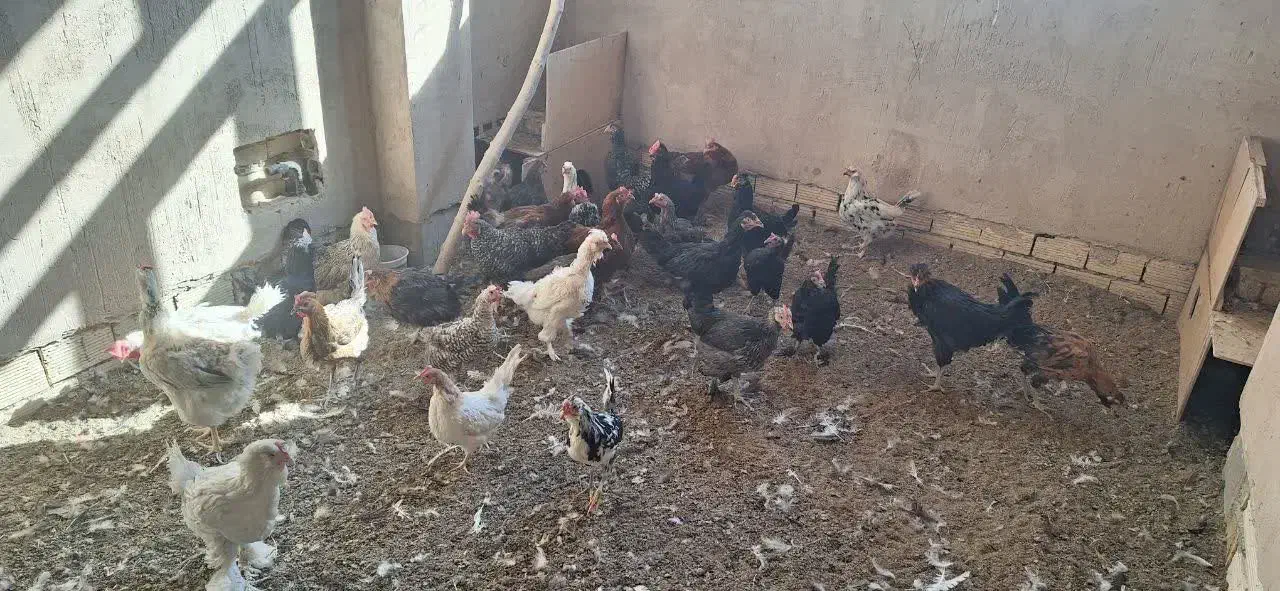 ۲۵عددمرغ جوان سالم سرحال تخم کن|حیوانات مزرعه|خمینی‌شهر, |دیوار