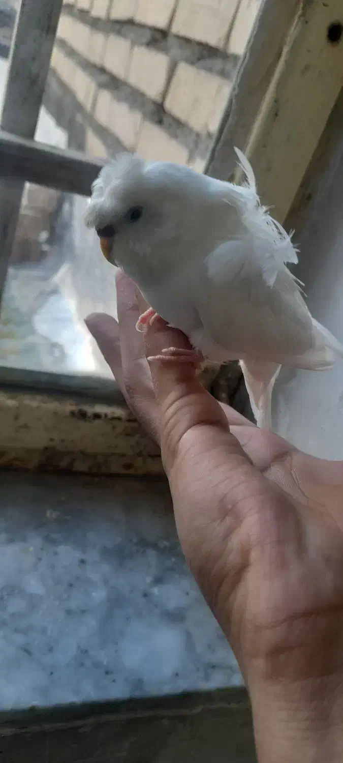 جارو برقی|جاروبرقی، جارو شارژی، بخارشو|چناران, |دیوار