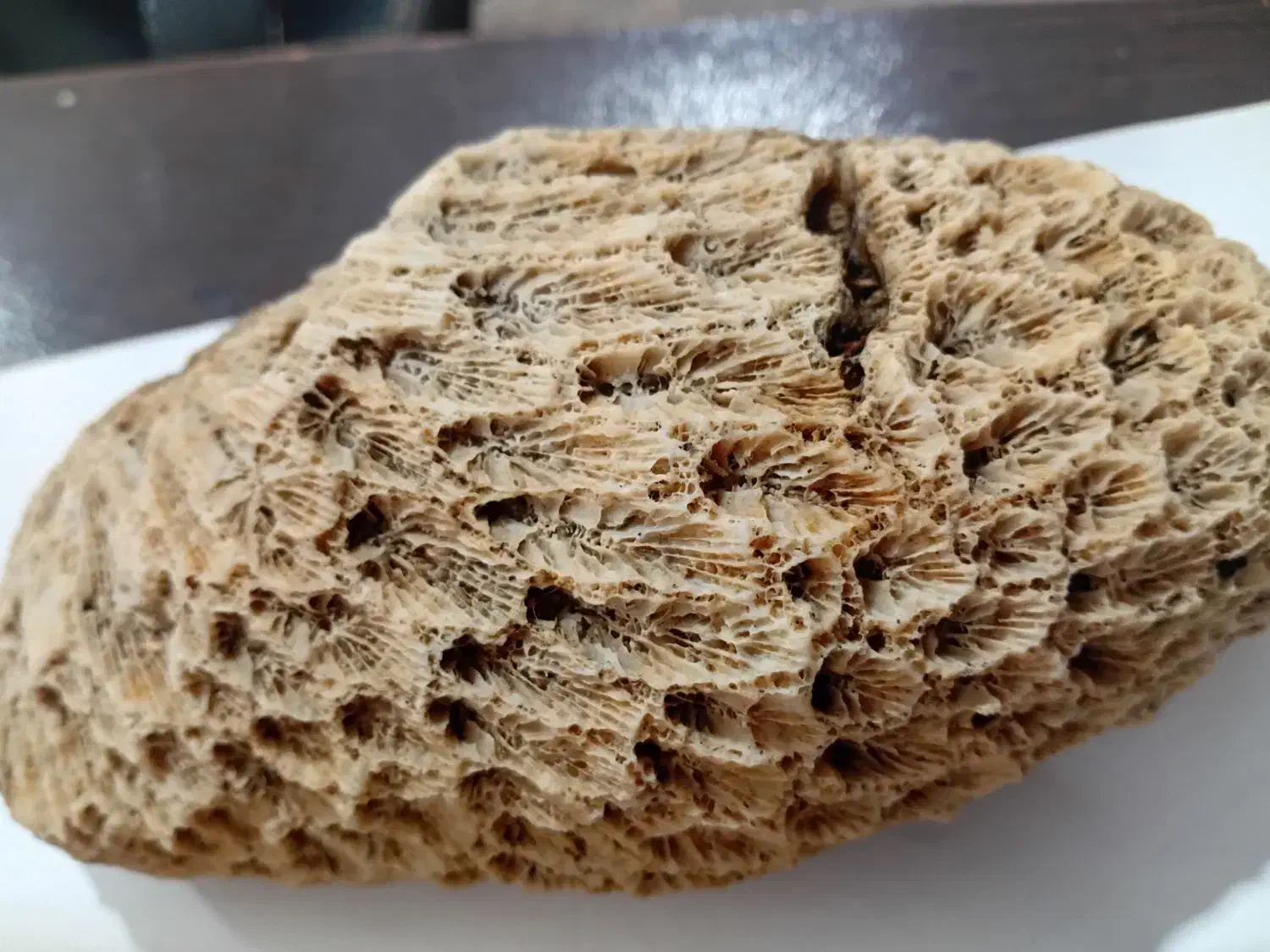 سنگ مرجان دریای|کلکسیون اشیاء عتیقه|بابا حیدر, |دیوار