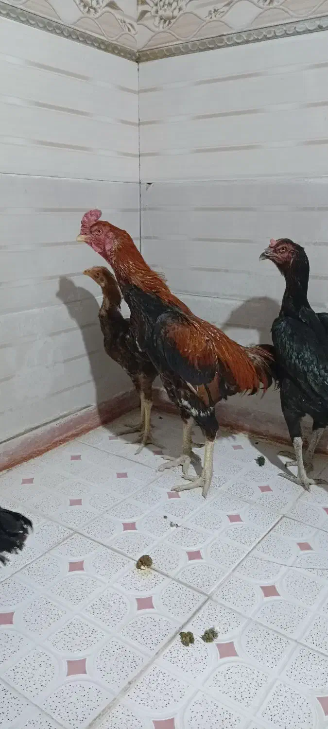 خروس و مرغ لاری|حیوانات مزرعه|گیلان غرب, |دیوار