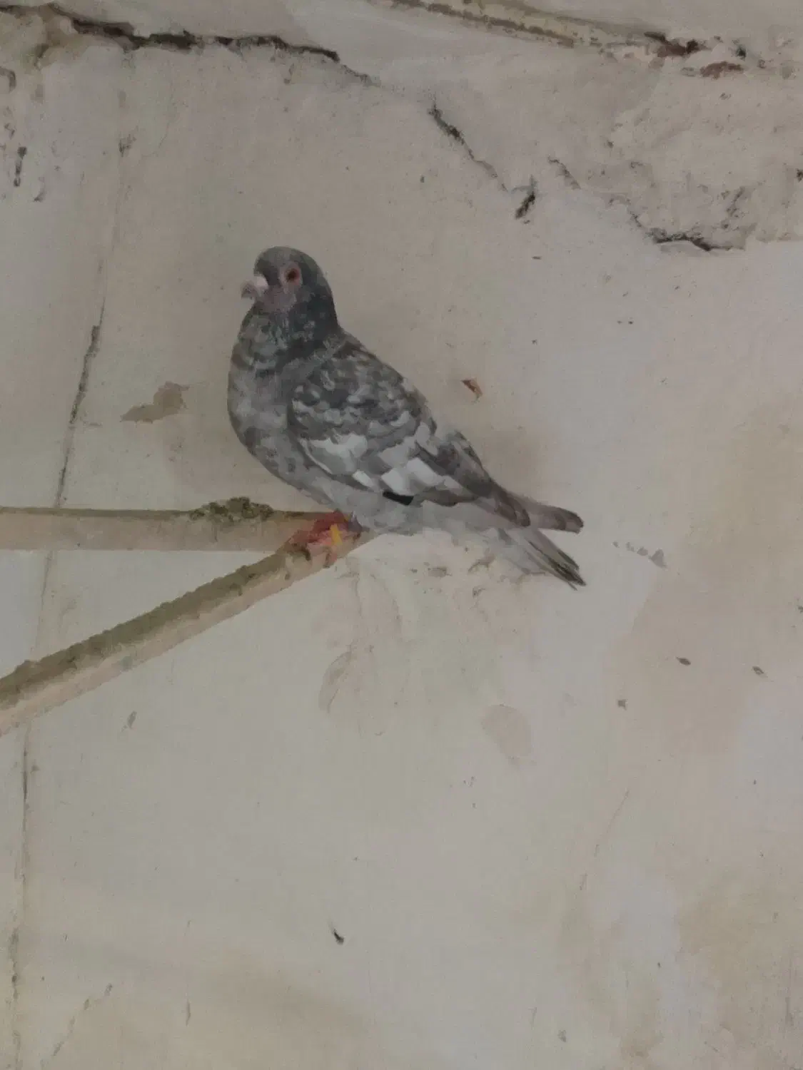 کبوتر|پرنده|نیشابور, چمبران|دیوار