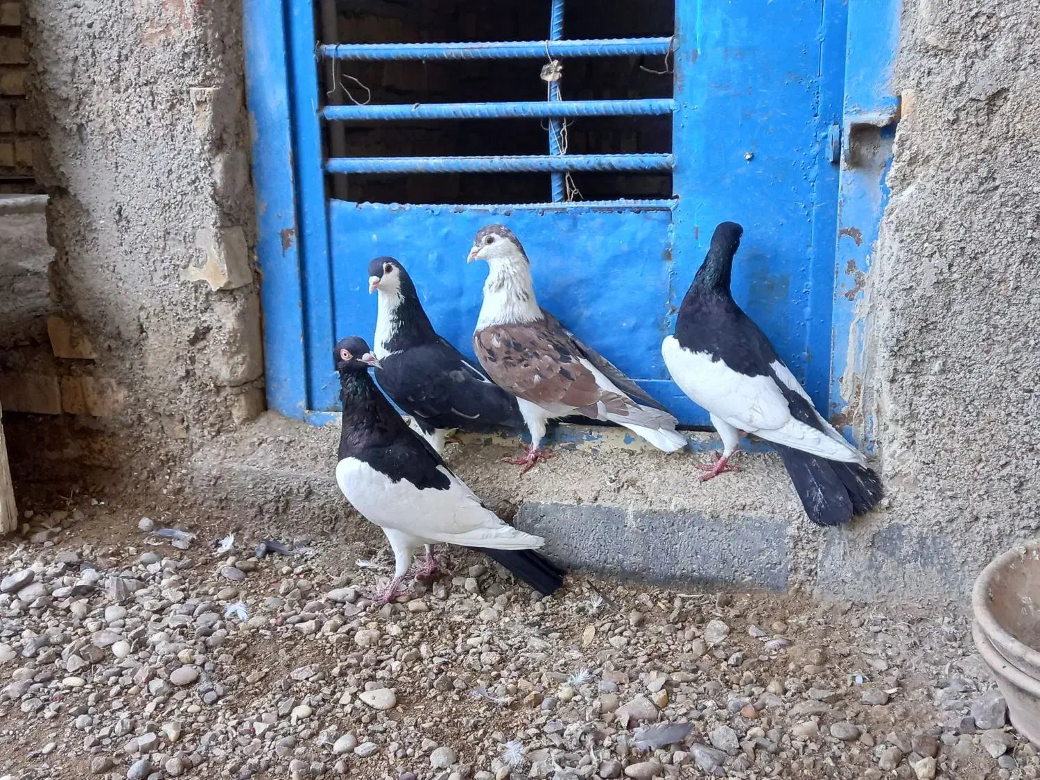 کبوتر.|پرنده|سوسنگرد, |دیوار