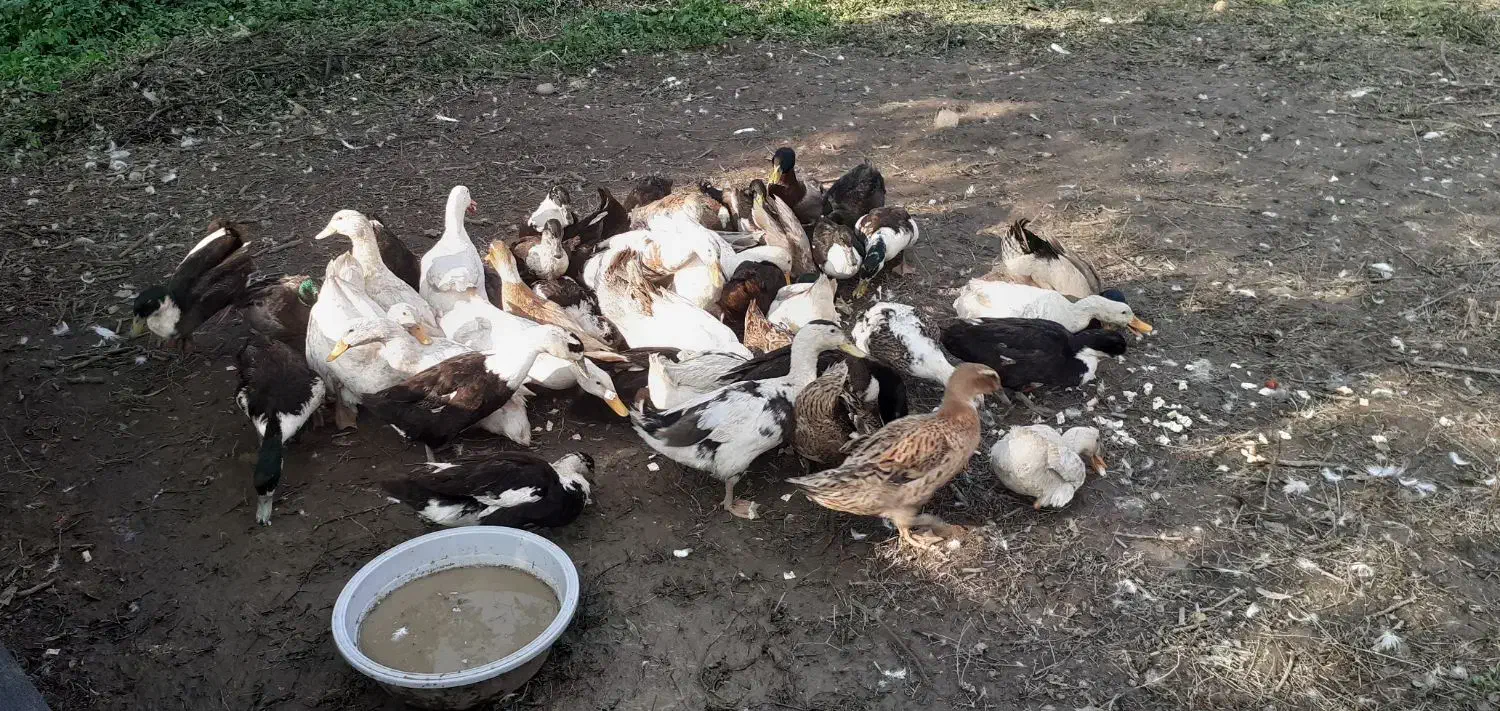 اردک های سالم|حیوانات مزرعه|قائم‌شهر, |دیوار