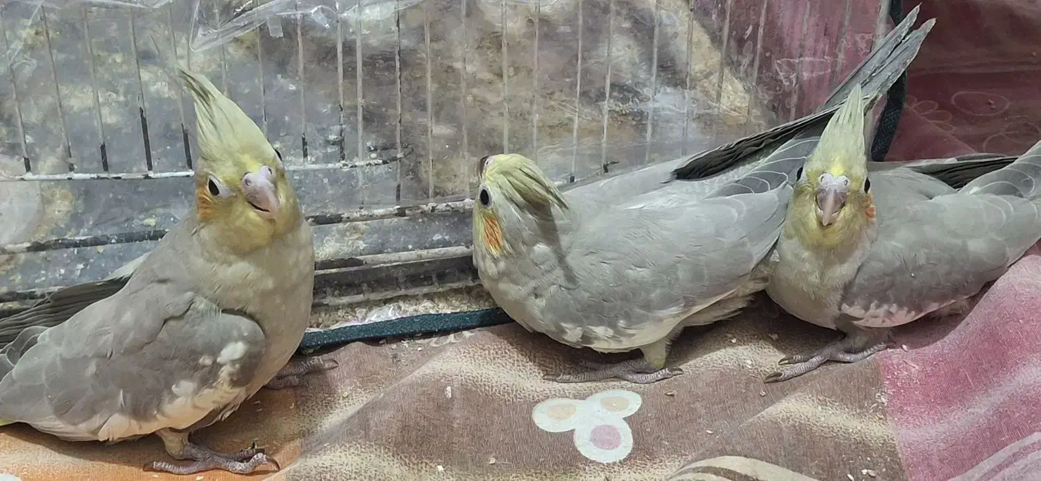 جوجه عروس هلندی|پرنده|قوچان, |دیوار