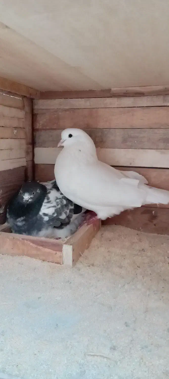 کبوتر باجفتگاه باجوجه|پرنده|رشت, سلیمانداراب|دیوار