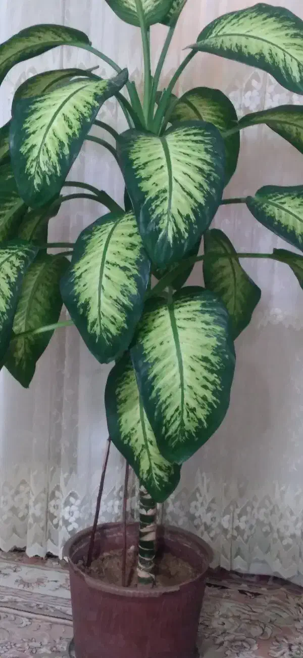 گل دیفن باخیا|گل و گیاه طبیعی|خرم‌آباد, |دیوار