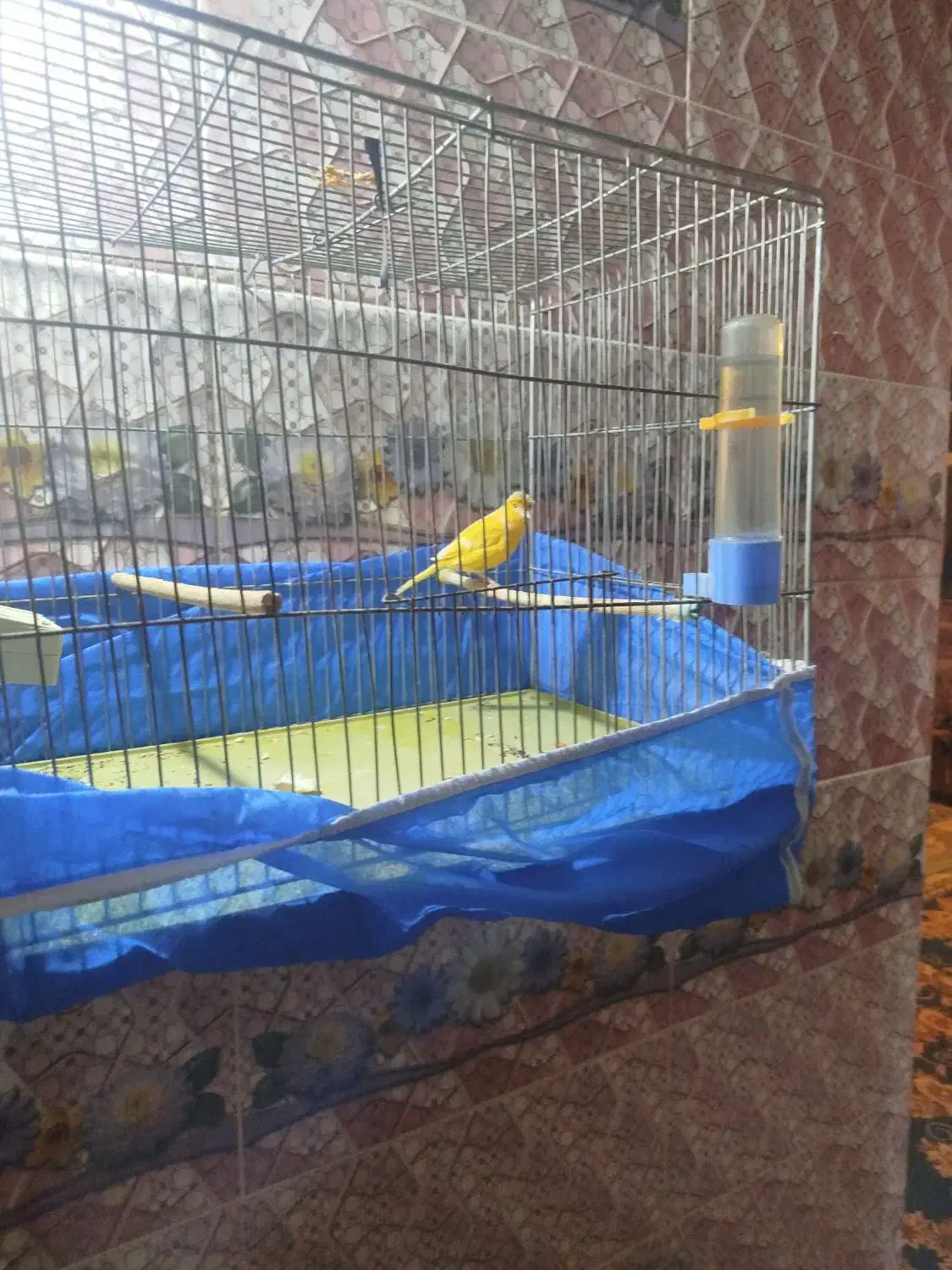 قناری|پرنده|کیار, |دیوار