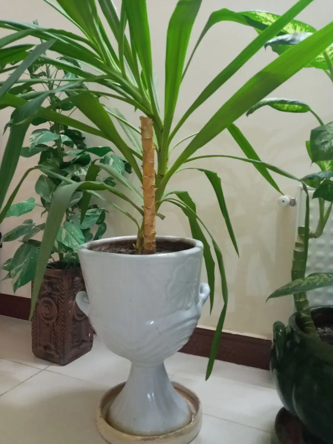 گل اپارتمانی|گل و گیاه طبیعی|کرمانشاه, |دیوار