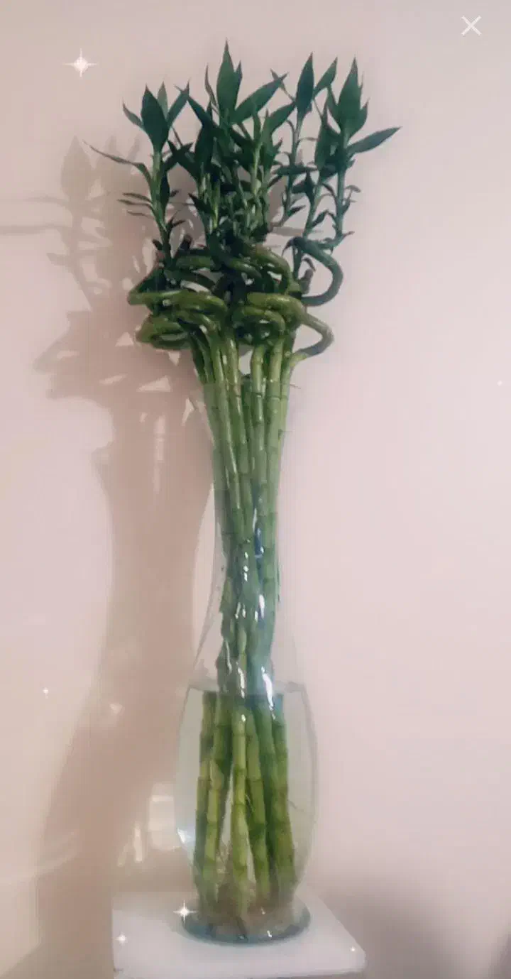 بامبو تایلندی جوانه اصل ریشه دار 115 سانتی|گل و گیاه طبیعی|تهران, مسعودیه|دیوار