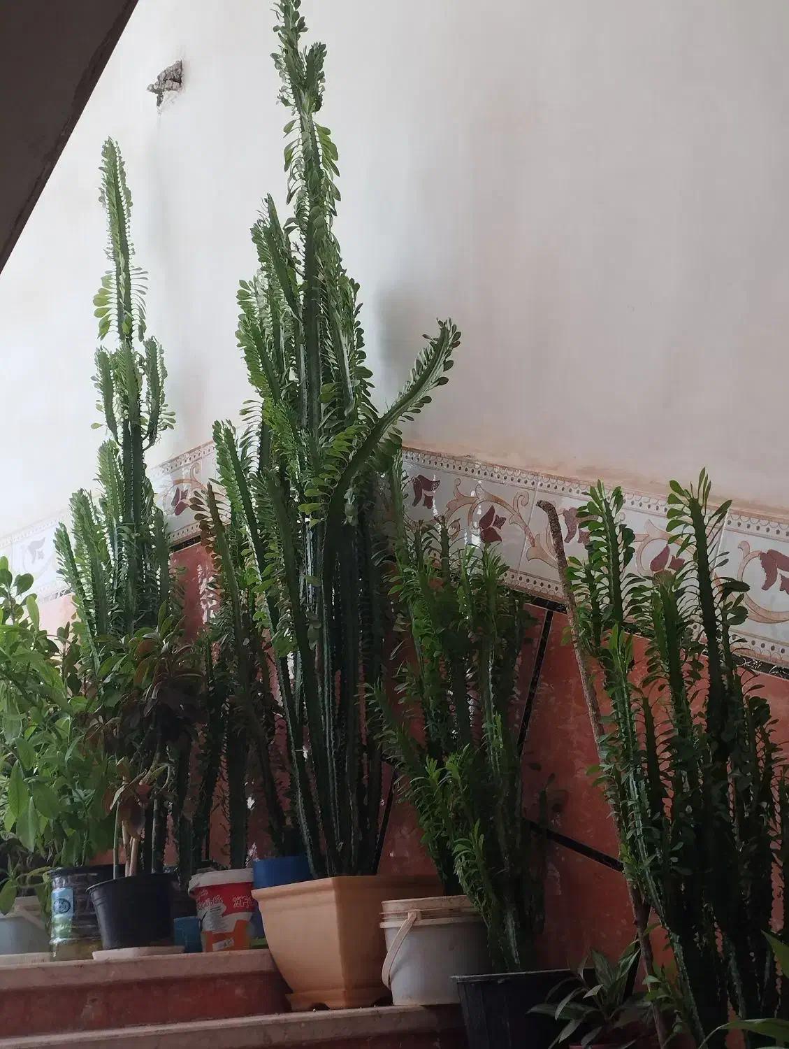 سلام گلها بعلت کمبود جا زیر قیمت بفروش میرسد|گل و گیاه طبیعی|یاسوج, |دیوار