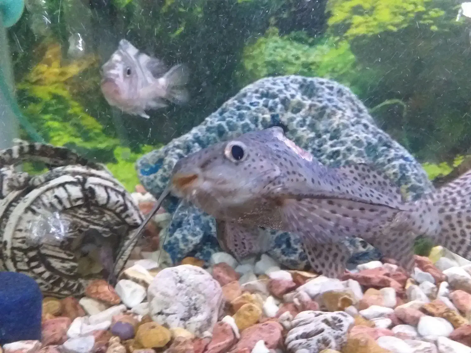 ماهی آکواریوم|ماهی|خرمشهر, |دیوار