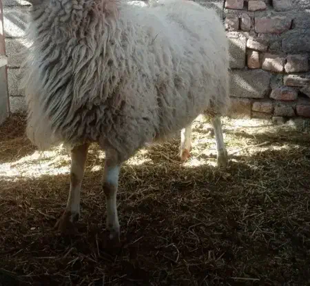 فروشی|حیوانات مزرعه|بیرجند, |دیوار