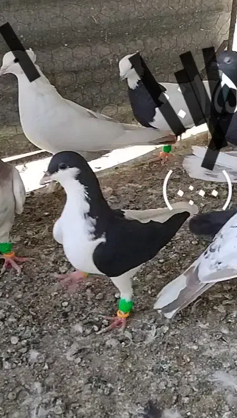 کبوتر|پرنده|تاکستان, |دیوار