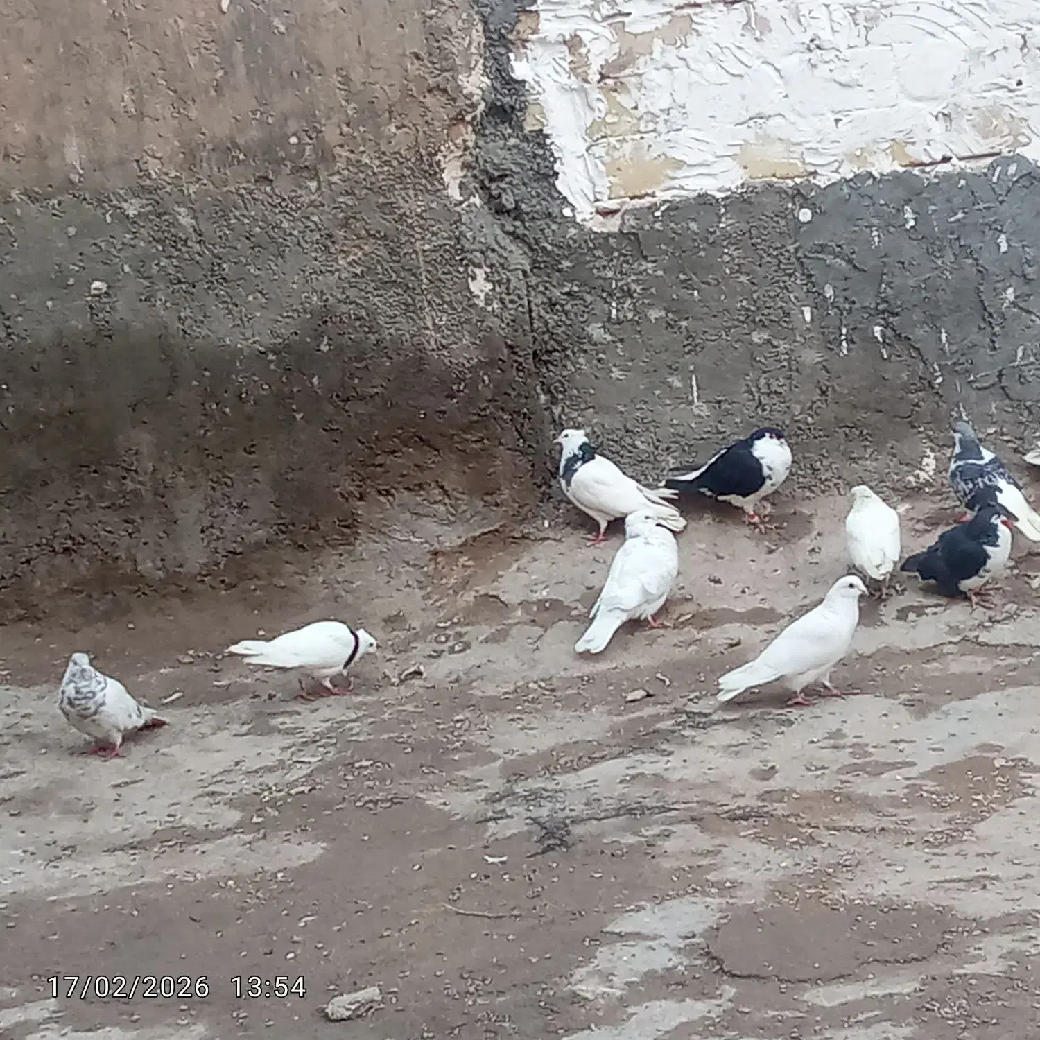 22 عدد کبوتر|پرنده|آبکوه, |دیوار