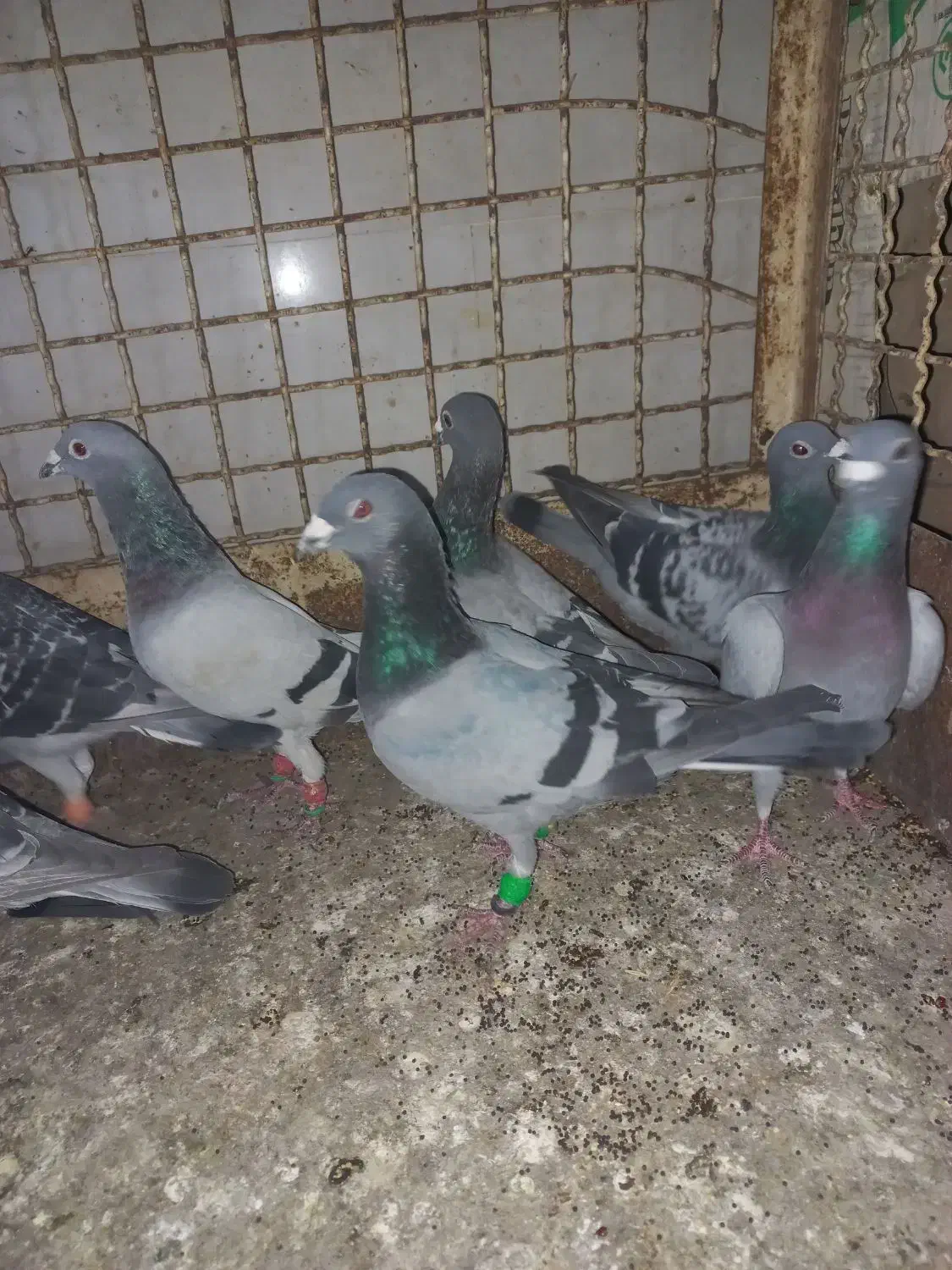 ادرس الوند|پرنده|الوند, |دیوار