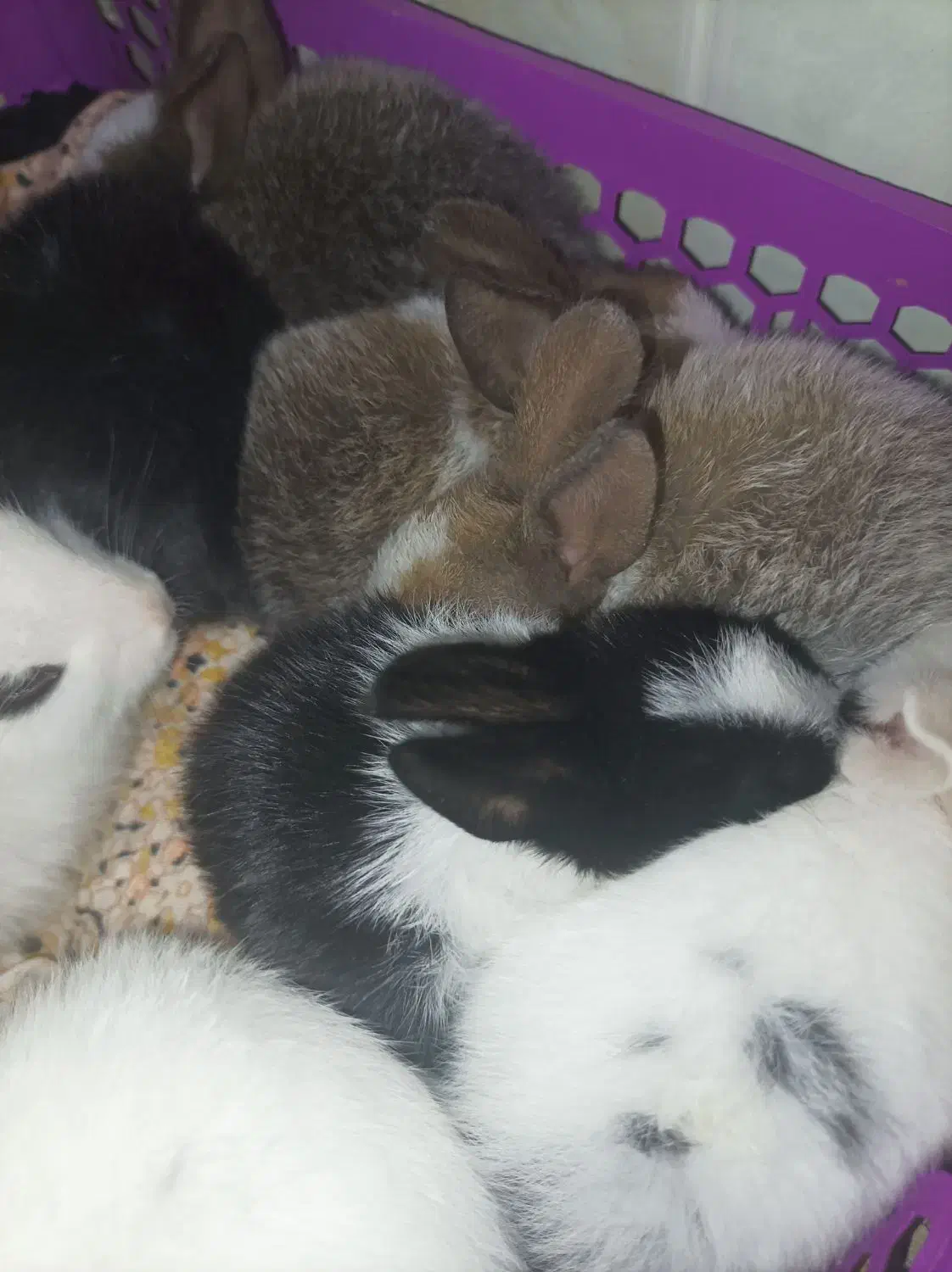 خرگوش|موش و خرگوش|نیمروز, |دیوار