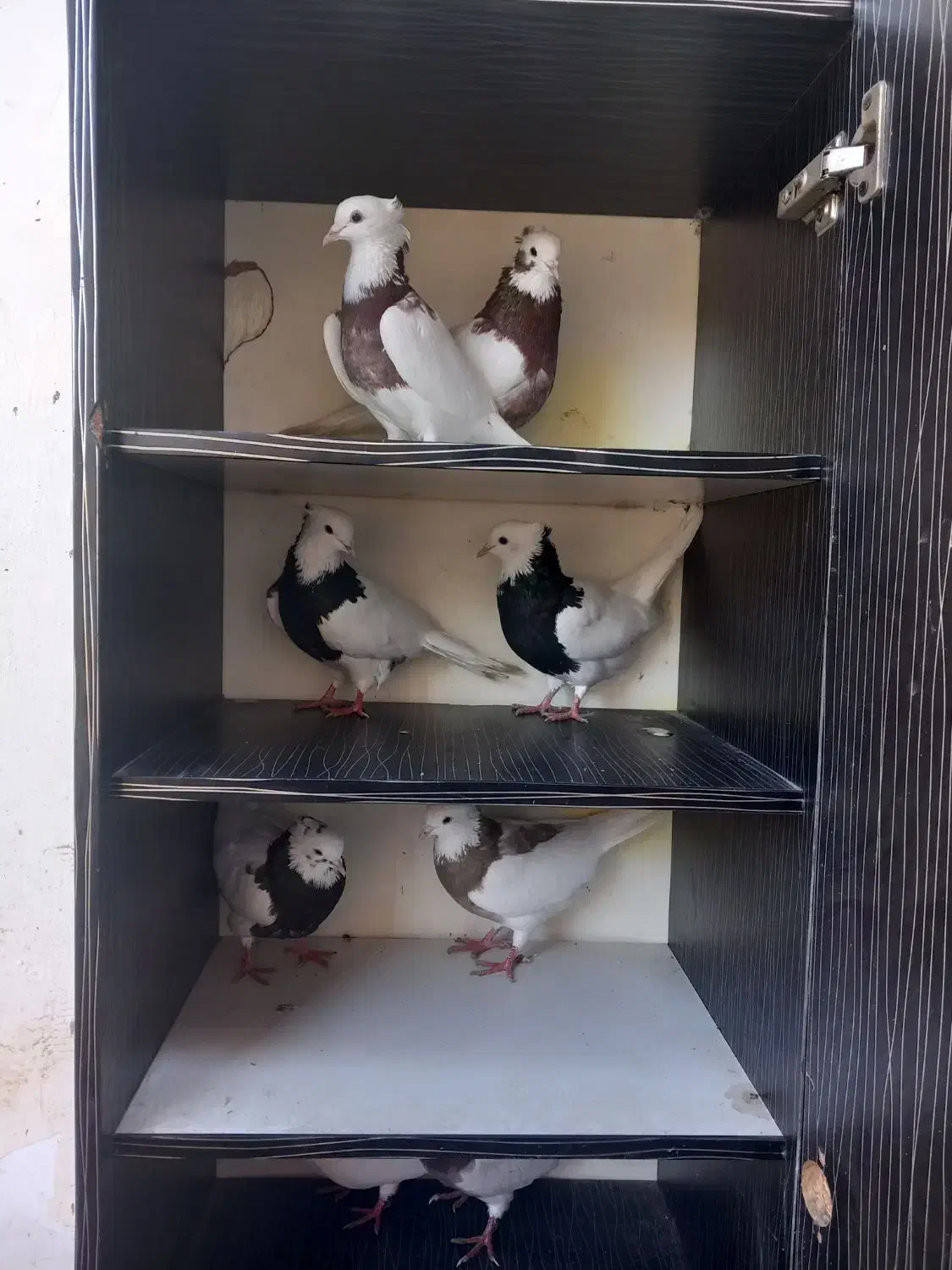 کبوتر|پرنده|تولم شهر, |دیوار