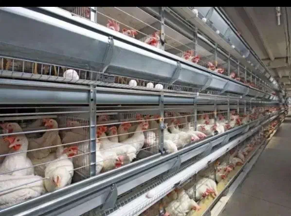 بزرگترین پخش خروس مرغ زنده و تخمگذار ایران درتهران|حیوانات مزرعه|تهران, صادقیه|دیوار