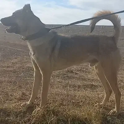 سگ سرابی جوان مناسب گله و نگهبانی|سگ|تبریز, |دیوار