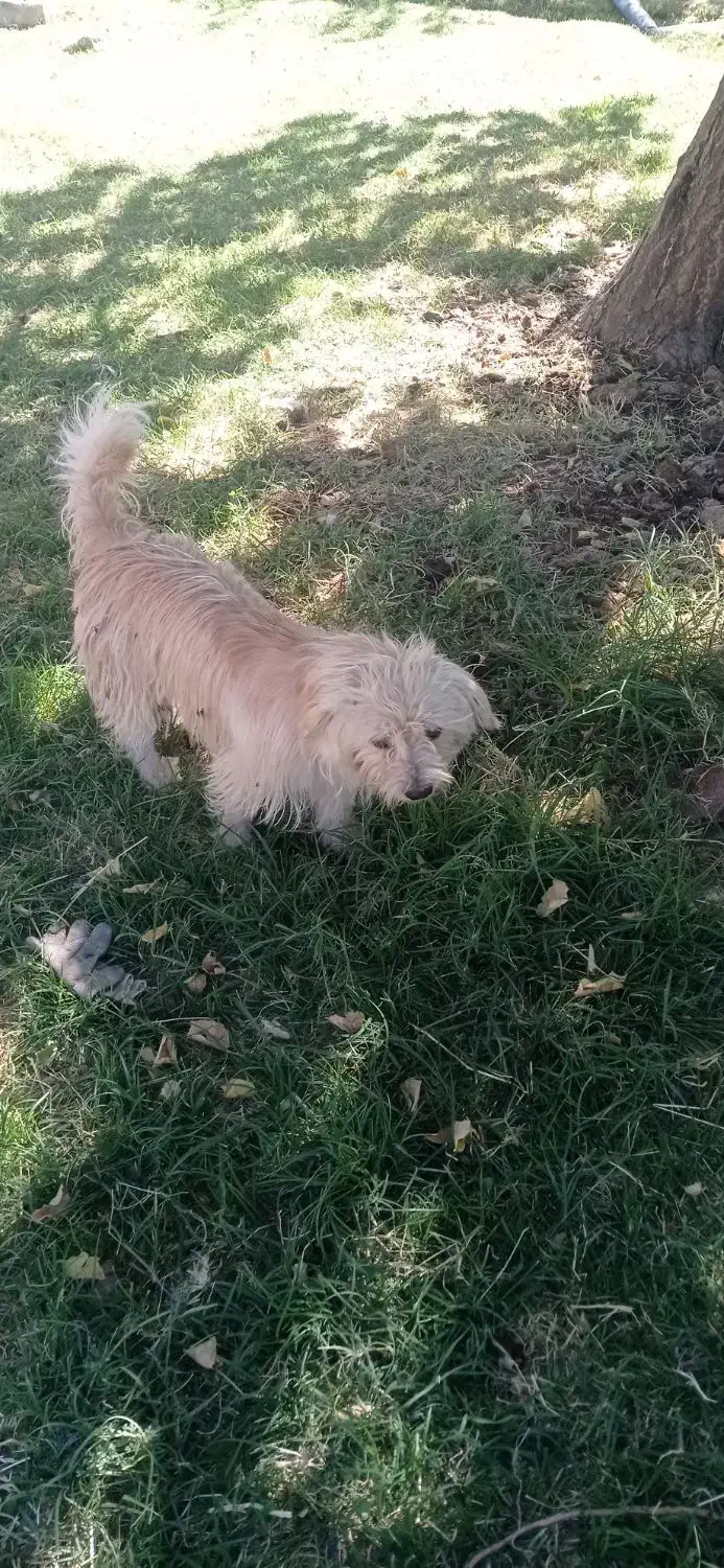 1111|سگ|لیلان, |دیوار