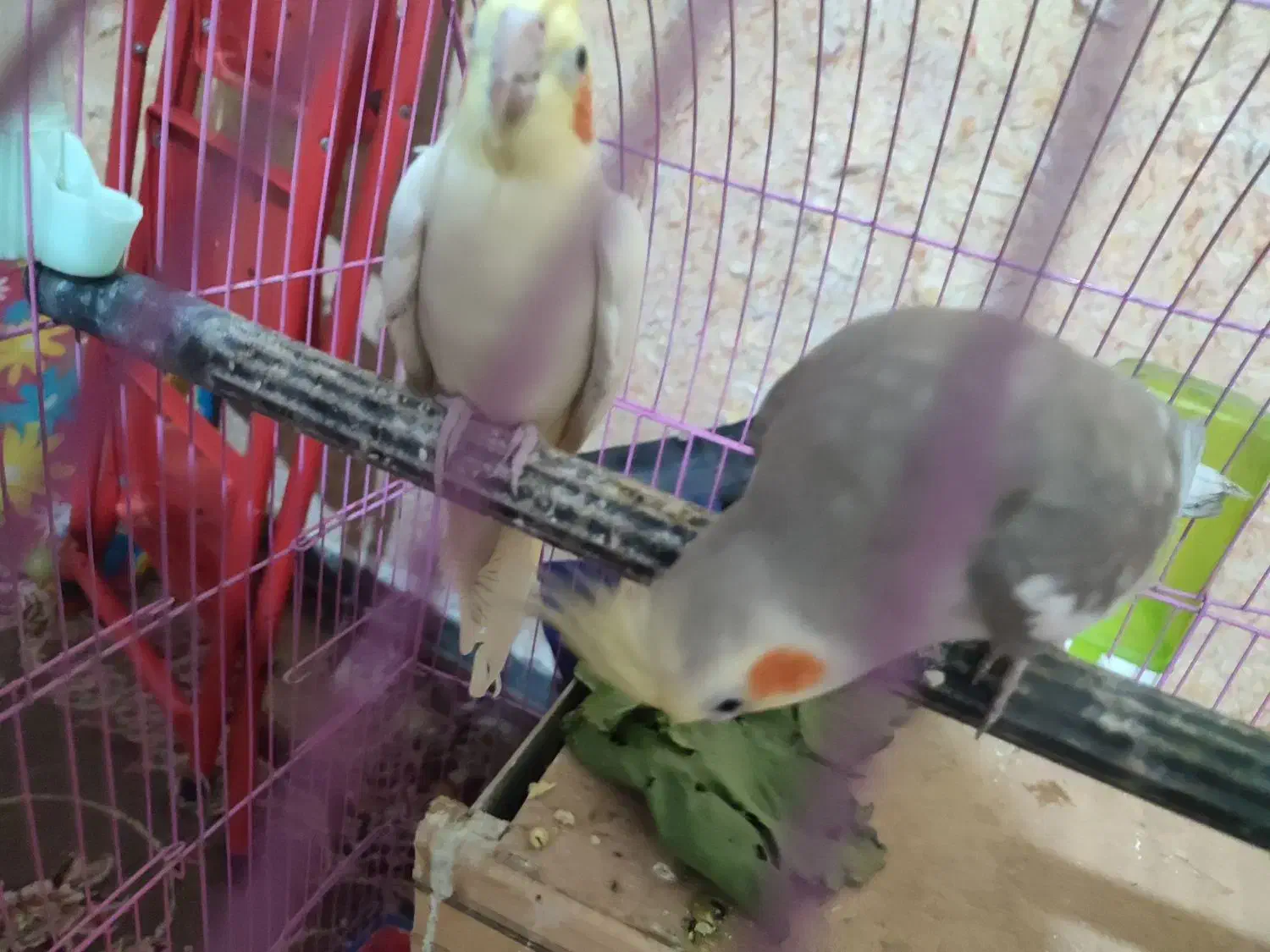 عروس هلندی بشرط تخم. جوجه با قناری محلیم عوض میکنم|پرنده|بندرعباس, |دیوار