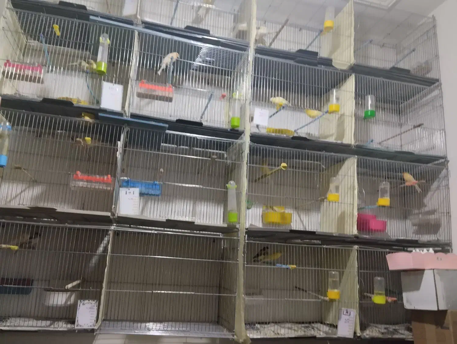 فروش10جفت قناری روی تخم و جوجه به صورت کلی و یک جا|پرنده|شاهرود, |دیوار