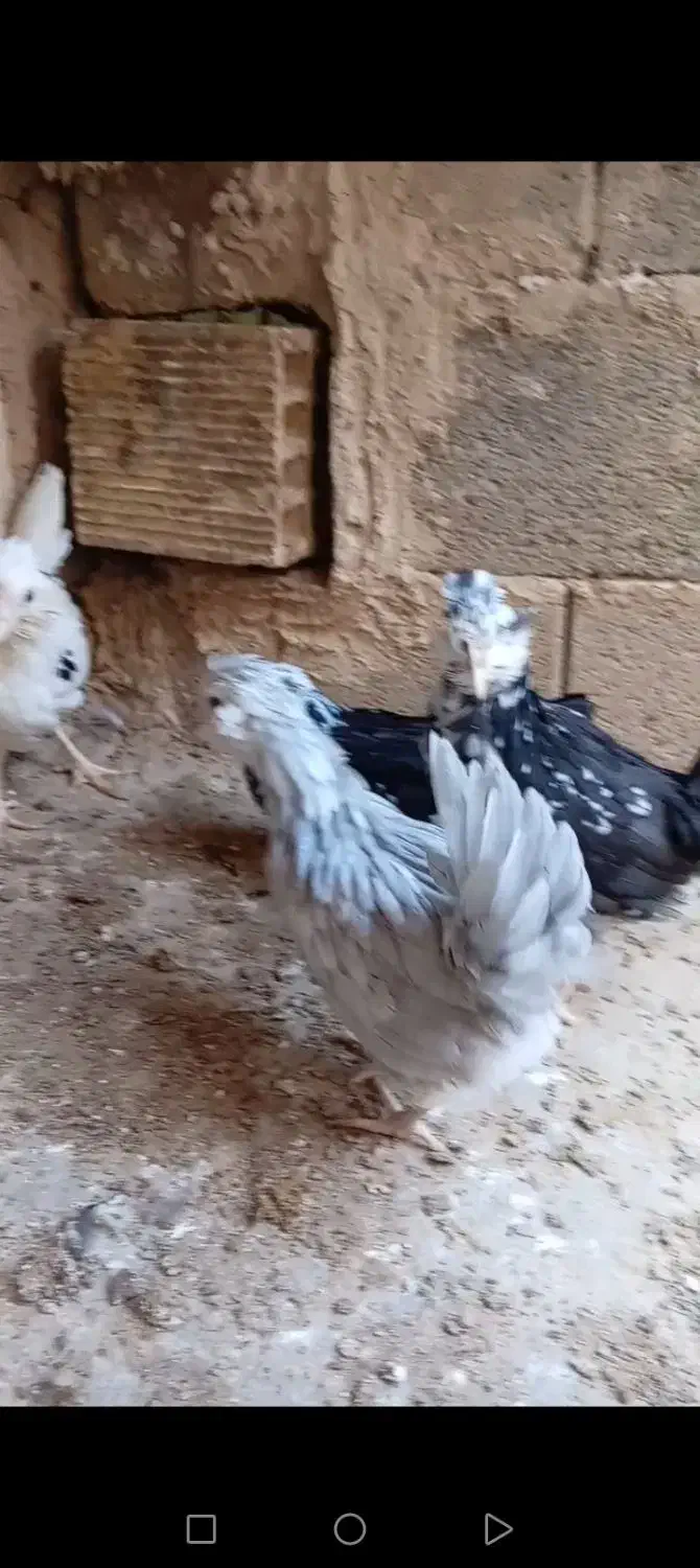 گلین|حیوانات مزرعه|شهرضا, |دیوار