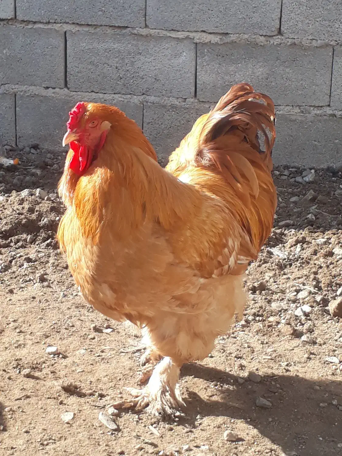 مرغ وخروس برهما|حیوانات مزرعه|گمیشان, |دیوار