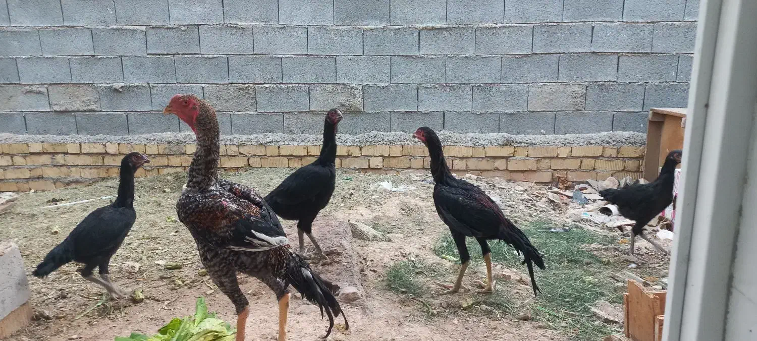 مرغ وخروس لاری اصل|حیوانات مزرعه|شیراز, جمال آباد|دیوار