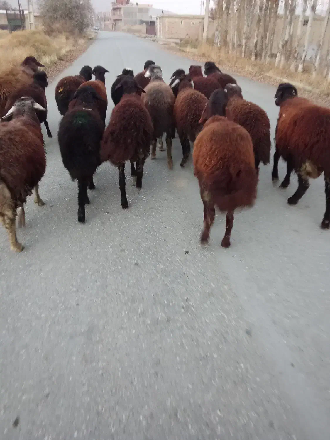 بره نر چاق|حیوانات مزرعه|سلماس, |دیوار